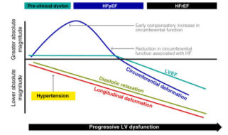 LV Strain - medisimaging